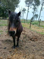 Vente de poney